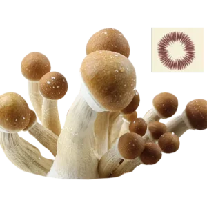 psilocybe cubensis colombian spores print