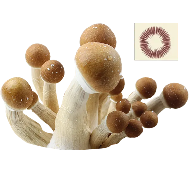 psilocybe cubensis colombian spores print