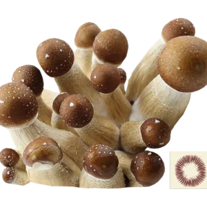 psilocybe cubensis golden teacher spores print