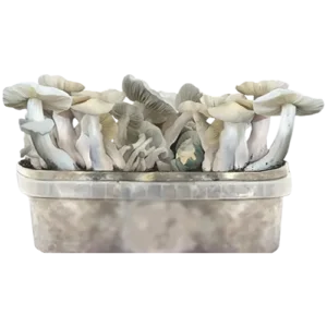 jack frost grow kit