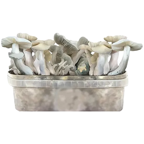 jack frost grow kit