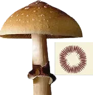 psilocybe cubensis equador spores print