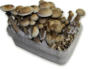 King Cambodia Magic Mushroom grow kit