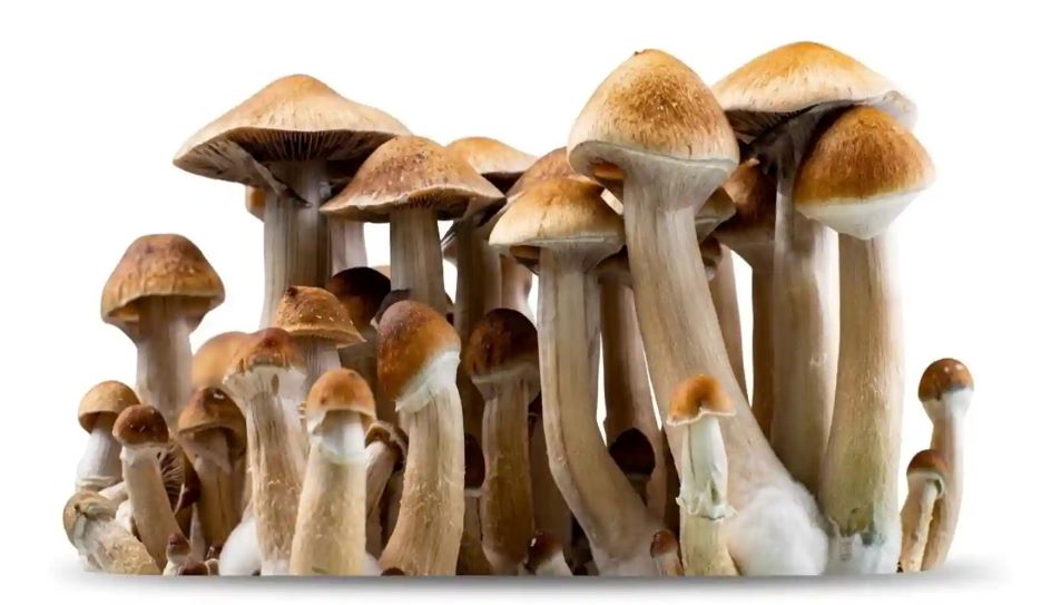 magic mushroom spores grow kits uk