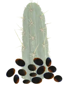 peruvian torch seeds