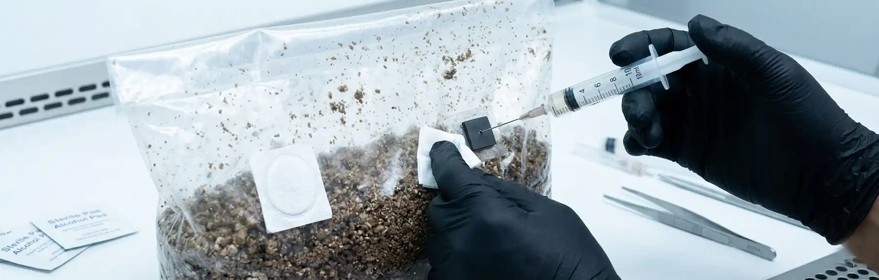 injecting spores into grow bag