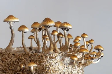 mycelium block 260nw