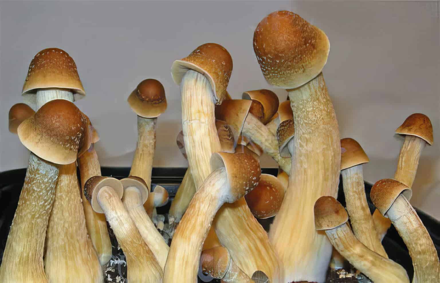 what are penis envy mushrooms